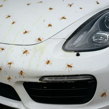 Insekten am Auto? So wirst sie los – sanft & effektiv mit dem richtigen Insektenentferner!